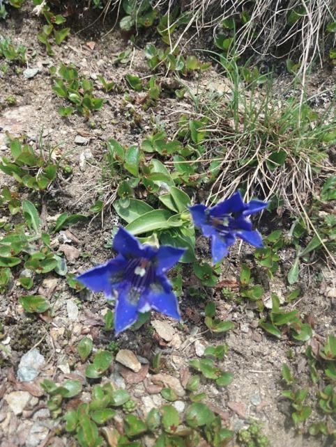 Appartamento Genziana Isolaccia Eksteriør bilde